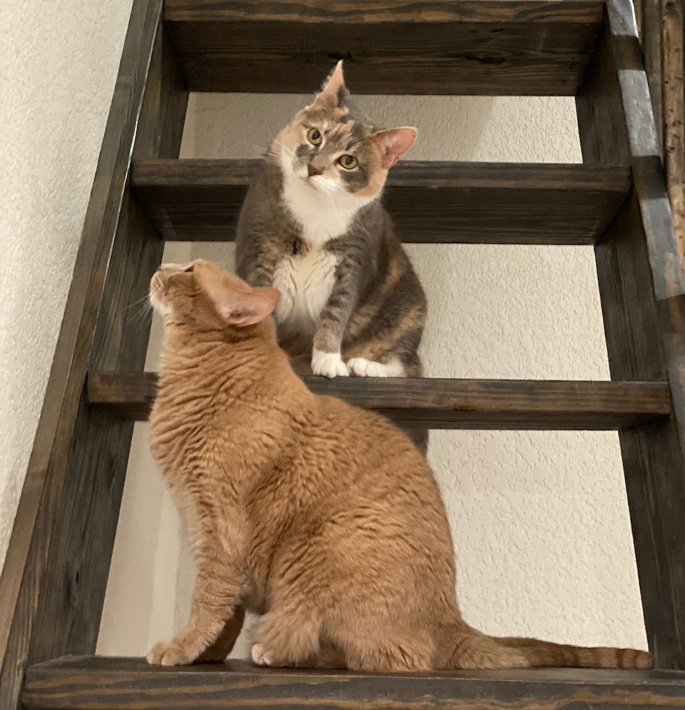 Cats on stairs