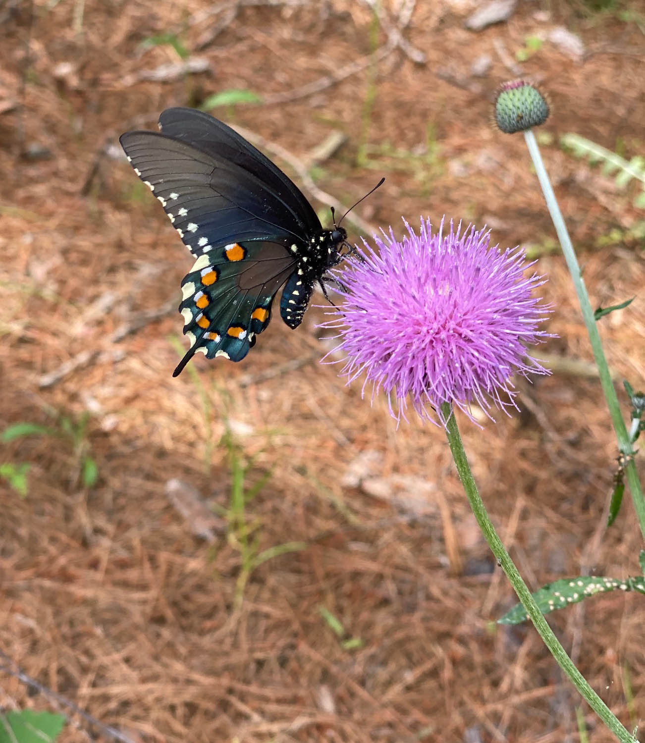 butterfly on flower