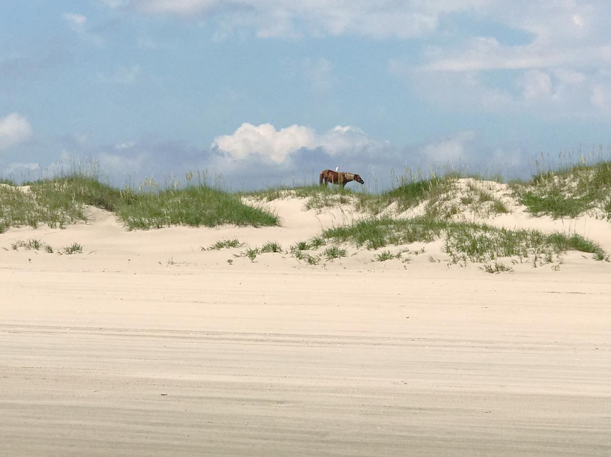 Wild Horse on Outer Banks